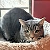 Thumbnail photo of Silver #3
