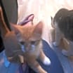 Thumbnail photo of Cheyenne #2