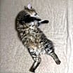 Thumbnail photo of Cruz #4