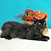 Thumbnail photo of Twin #1