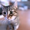Thumbnail photo of Duchess (107) #4