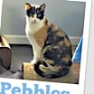 Thumbnail photo of Pebbles #1