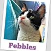 Thumbnail photo of Pebbles #2