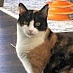 Thumbnail photo of Pebbles #3