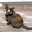 Thumbnail photo of Momma Wendy (Wendy's Litter) #2
