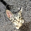 Thumbnail photo of Duke #1