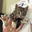 Thumbnail photo of Duke #3