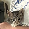 Thumbnail photo of Duke #4