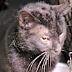 Thumbnail photo of Wren #1