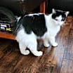 Thumbnail photo of Millie #4