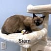 Thumbnail photo of SIAM #1