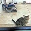 Thumbnail photo of Teddy #2