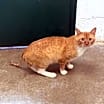 Thumbnail photo of Tango #1