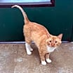Thumbnail photo of Tango #2