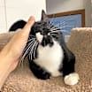 Thumbnail photo of Oden #3
