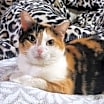 Thumbnail photo of Goldie #2