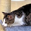 Thumbnail photo of Beau #2