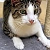 Thumbnail photo of Beau #3