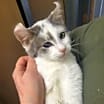 Thumbnail photo of Curly #3