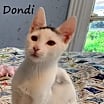 Thumbnail photo of Dondi #graffiti-boy #1