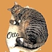 Thumbnail photo of Otto #mitted-tabby #1