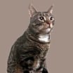 Thumbnail photo of Otto #mitted-tabby #2