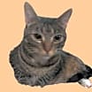 Thumbnail photo of Otto #mitted-tabby #3