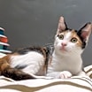 Thumbnail photo of Lyra #precious-purr-baby #3