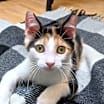 Thumbnail photo of Lyra #precious-purr-baby #2