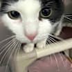 Thumbnail photo of Lucky #2