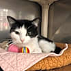 Thumbnail photo of Lucky #4