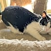 Thumbnail photo of Opey #3