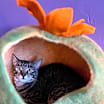 Thumbnail photo of Rambi #3