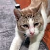 Thumbnail photo of Saul #1