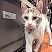 Thumbnail photo of Saul #2