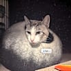 Thumbnail photo of Saul #3