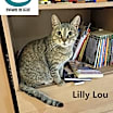 Thumbnail photo of Lily Lou - Cuddle Buddy! #3