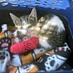 Thumbnail photo of Callie Mae #4