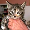 Thumbnail photo of Mimi (Minnie) #3