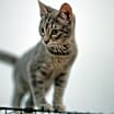 Thumbnail photo of Chloe #1