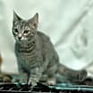 Thumbnail photo of Chloe #4