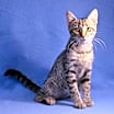 Thumbnail photo of Mustang Sally #1