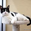 Thumbnail photo of Petunia #1