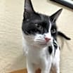 Thumbnail photo of Petunia #3