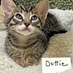 Thumbnail photo of DOTTIE #3