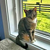 Thumbnail photo of Acorn #1