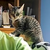 Thumbnail photo of Acorn #2