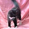 Thumbnail photo of Ace/ADOPTED #1