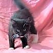 Thumbnail photo of Ace/ADOPTED #2