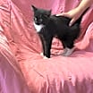 Thumbnail photo of Ace/ADOPTED #3